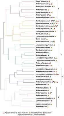 Stability of crop pollinator occurrence is influenced by bee community composition